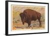 Buffalo, Custer State Park-null-Framed Art Print