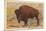 Buffalo, Custer State Park-null-Mounted Art Print