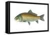 Buffalo Fish (Ictiobus Cyprinellus), Fishes-Encyclopaedia Britannica-Framed Stretched Canvas