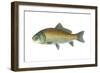 Buffalo Fish (Ictiobus Cyprinellus), Fishes-Encyclopaedia Britannica-Framed Art Print