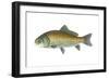 Buffalo Fish (Ictiobus Cyprinellus), Fishes-Encyclopaedia Britannica-Framed Art Print