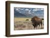 Buffalo. Grand Teton National Park, Wyoming.-Tom Norring-Framed Photographic Print