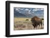 Buffalo. Grand Teton National Park, Wyoming.-Tom Norring-Framed Photographic Print