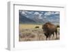 Buffalo. Grand Teton National Park, Wyoming.-Tom Norring-Framed Photographic Print