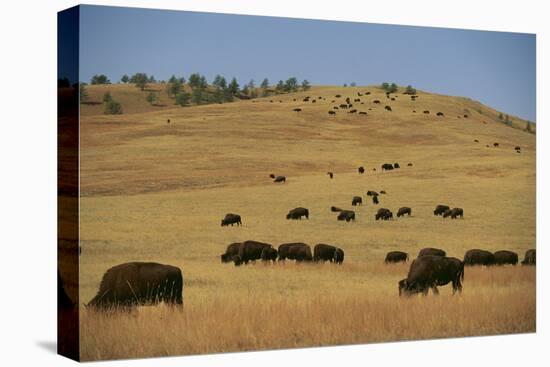 Buffalo Grazing on the Prairie-DLILLC-Stretched Canvas