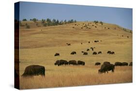 Buffalo Grazing on the Prairie-DLILLC-Stretched Canvas