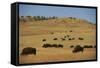 Buffalo Grazing on the Prairie-DLILLC-Framed Stretched Canvas