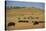 Buffalo Grazing on the Prairie-DLILLC-Stretched Canvas