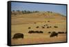 Buffalo Grazing on the Prairie-DLILLC-Framed Stretched Canvas