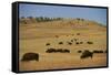 Buffalo Grazing on the Prairie-DLILLC-Framed Stretched Canvas