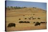 Buffalo Grazing on the Prairie-DLILLC-Stretched Canvas