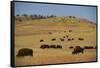 Buffalo Grazing on the Prairie-DLILLC-Framed Stretched Canvas