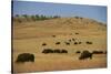 Buffalo Grazing on the Prairie-DLILLC-Stretched Canvas