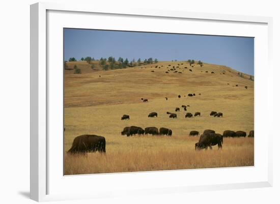 Buffalo Grazing on the Prairie-DLILLC-Framed Photographic Print