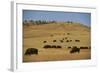 Buffalo Grazing on the Prairie-DLILLC-Framed Photographic Print