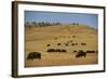 Buffalo Grazing on the Prairie-DLILLC-Framed Photographic Print