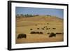 Buffalo Grazing on the Prairie-DLILLC-Framed Photographic Print