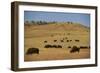 Buffalo Grazing on the Prairie-DLILLC-Framed Photographic Print