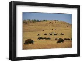 Buffalo Grazing on the Prairie-DLILLC-Framed Photographic Print