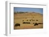 Buffalo Grazing on the Prairie-DLILLC-Framed Photographic Print