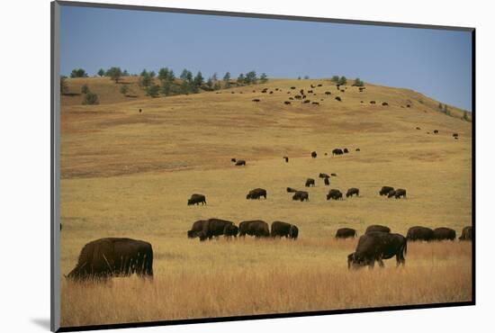 Buffalo Grazing on the Prairie-DLILLC-Mounted Photographic Print
