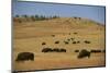 Buffalo Grazing on the Prairie-DLILLC-Mounted Photographic Print