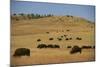 Buffalo Grazing on the Prairie-DLILLC-Mounted Photographic Print