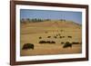 Buffalo Grazing on the Prairie-DLILLC-Framed Photographic Print