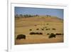 Buffalo Grazing on the Prairie-DLILLC-Framed Photographic Print