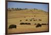 Buffalo Grazing on the Prairie-DLILLC-Framed Photographic Print