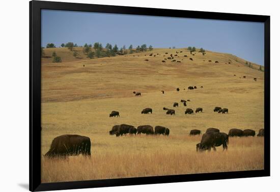 Buffalo Grazing on the Prairie-DLILLC-Framed Photographic Print