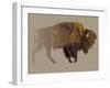 Buffalo. Hand-Drawn Illustration, Detailed Variant.-imagewriter-Framed Art Print