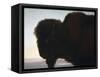 Buffalo Head-Albert Bierstadt-Framed Stretched Canvas