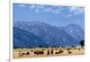 Buffalo Herd with Grand Teton Mountains behind. Grand Teton National Park, Wyoming.-Tom Norring-Framed Photographic Print