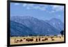 Buffalo Herd with Grand Teton Mountains behind. Grand Teton National Park, Wyoming.-Tom Norring-Framed Photographic Print