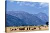 Buffalo Herd with Grand Teton Mountains behind. Grand Teton National Park, Wyoming.-Tom Norring-Stretched Canvas