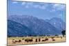 Buffalo Herd with Grand Teton Mountains behind. Grand Teton National Park, Wyoming.-Tom Norring-Mounted Photographic Print