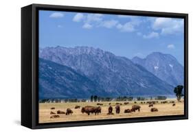 Buffalo Herd with Grand Teton Mountains behind. Grand Teton National Park, Wyoming.-Tom Norring-Framed Stretched Canvas