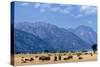 Buffalo Herd with Grand Teton Mountains behind. Grand Teton National Park, Wyoming.-Tom Norring-Stretched Canvas