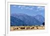 Buffalo Herd with Grand Teton Mountains behind. Grand Teton National Park, Wyoming.-Tom Norring-Framed Photographic Print