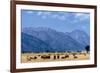 Buffalo Herd with Grand Teton Mountains behind. Grand Teton National Park, Wyoming.-Tom Norring-Framed Photographic Print