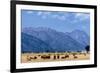 Buffalo Herd with Grand Teton Mountains behind. Grand Teton National Park, Wyoming.-Tom Norring-Framed Photographic Print