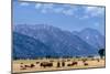 Buffalo Herd with Grand Teton Mountains behind. Grand Teton National Park, Wyoming.-Tom Norring-Mounted Photographic Print