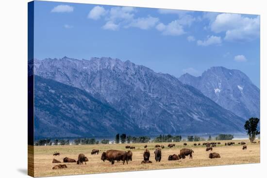 Buffalo Herd with Grand Teton Mountains behind. Grand Teton National Park, Wyoming.-Tom Norring-Stretched Canvas