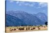 Buffalo Herd with Grand Teton Mountains behind. Grand Teton National Park, Wyoming.-Tom Norring-Stretched Canvas