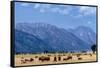 Buffalo Herd with Grand Teton Mountains behind. Grand Teton National Park, Wyoming.-Tom Norring-Framed Stretched Canvas
