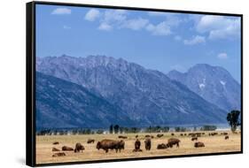 Buffalo Herd with Grand Teton Mountains behind. Grand Teton National Park, Wyoming.-Tom Norring-Framed Stretched Canvas