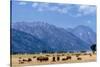 Buffalo Herd with Grand Teton Mountains behind. Grand Teton National Park, Wyoming.-Tom Norring-Stretched Canvas