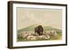 Buffalo Hunt, White Wolves Attacking a Buffalo Bull, 1844 (Hand-Coloured Litho)-George Catlin-Framed Giclee Print