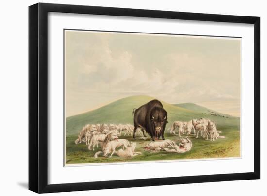 Buffalo Hunt, White Wolves Attacking a Buffalo Bull, 1844 (Hand-Coloured Litho)-George Catlin-Framed Giclee Print